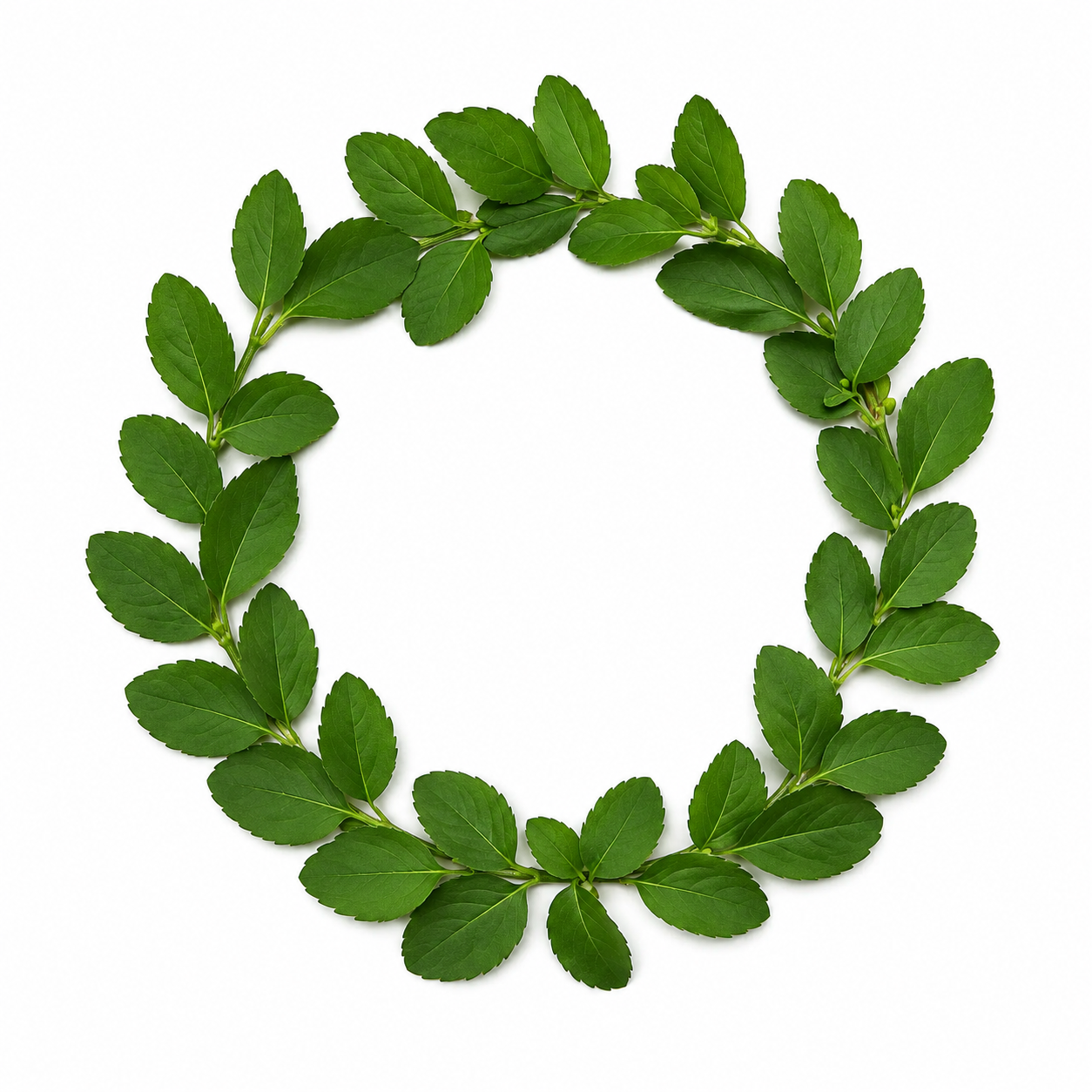 Tulsi Mala Arpan