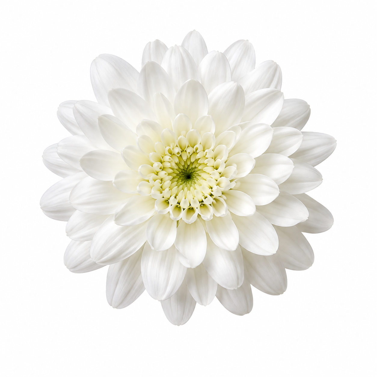 Safed Phool Arpan